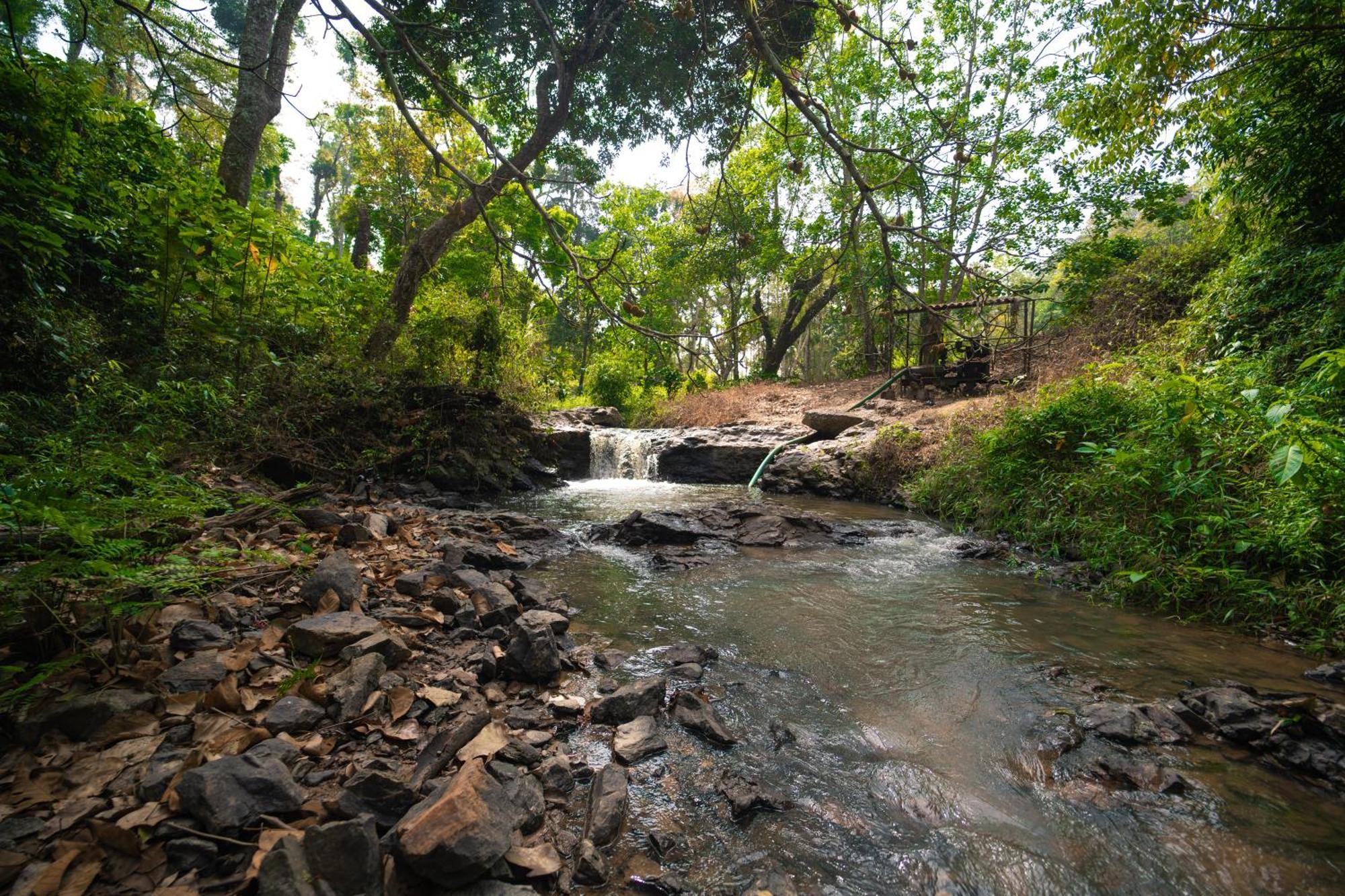 Kingmaker'S Plantation With River Stream Madikeri Exteriör bild